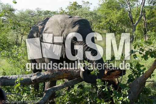 Afrikanischer Elefant (65 von 131).jpg